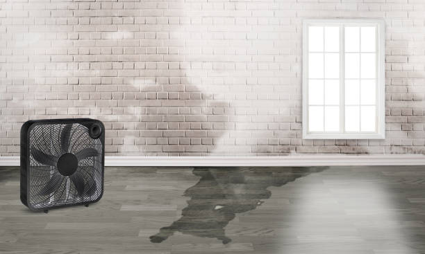 Best Flood restoration services  in Normal, IL